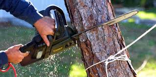 How Our Tree Care Process Works  in  Worthington, KY