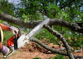 Best Tree Cabling and Bracing  in Worthington, KY