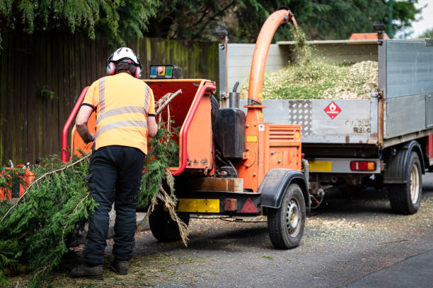 Best Stump Grinding and Removal  in Worthington, KY