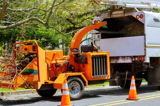 Best Stump Grinding and Removal  in Worthington, KY