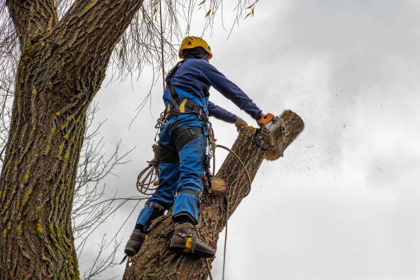 Best Tree Trimming and Pruning  in Worthington, KY