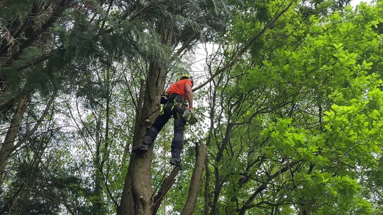 Best Commercial Tree Services  in Worthington, KY
