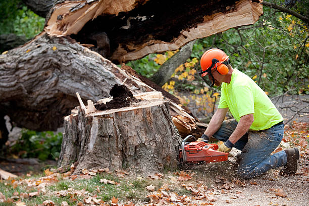Best Leaf Removal  in Worthington, KY