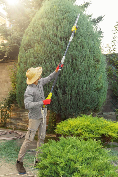 Best Fruit Tree Pruning  in Worthington, KY