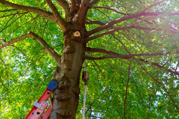 Reliable Worthington, KY Tree Services Solutions